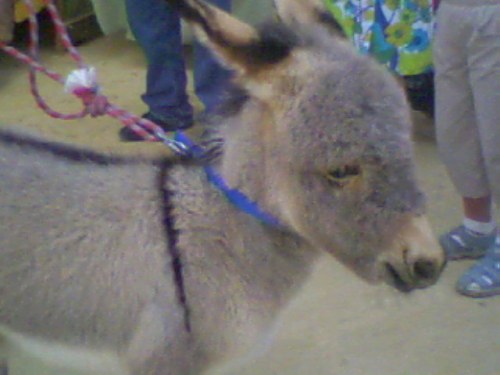 You were allowed to stroke this cute donkey, and he wanted to play!!